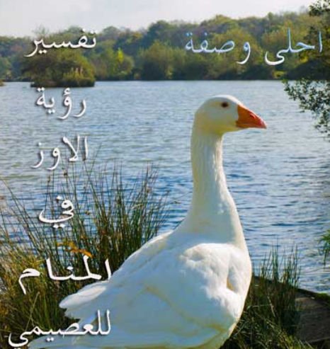 تفسير رؤية الاوز في المنام