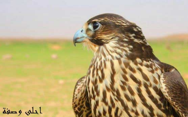 تفسير رؤية الصقر في المنام